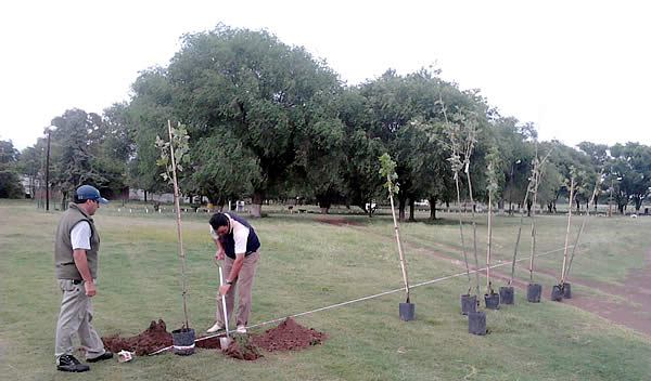 Continúan las tareas de forestación y reforestación