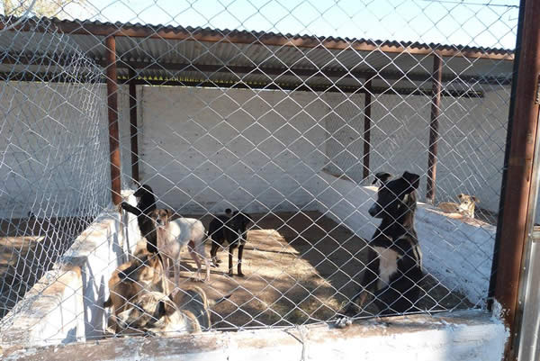 Se inauguró el Hogar Canino Municipal