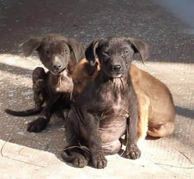 Se inauguró el Hogar Canino Municipal