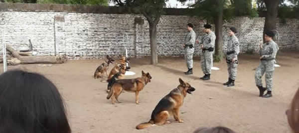 Brigada Canina