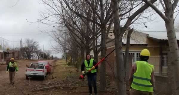 Comenzaron los trabajos de poda