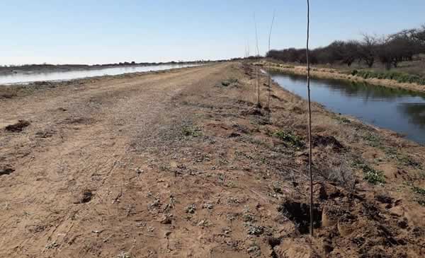 Plantación de 200 arbóreas